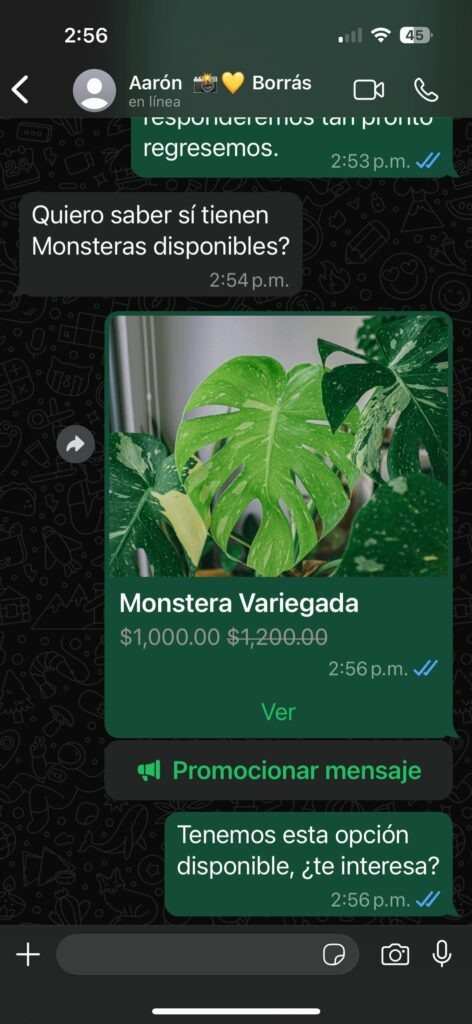 Producto del catálogo de WhatsApp Business compartido en un chat, mostrando la tarjeta de una Monstera Variegada con precio de oferta y el botón para verla.