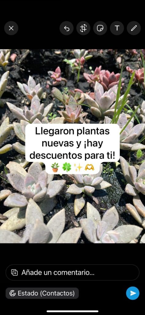 Pantalla de WhatsApp Business mostrando un estado de ejemplo con fondo de plantas suculentas y texto blanco que dice "¡Llegaron plantas nuevas y ¡hay descuentos
para ti!" con emojis de plantas, trébol, estrellas y manos. Representa un ejemplo de cómo usar estados de WhatsApp para promocionar productos y ofertas a contactos. Herramienta efectiva para marketing sin invadir chats directos.