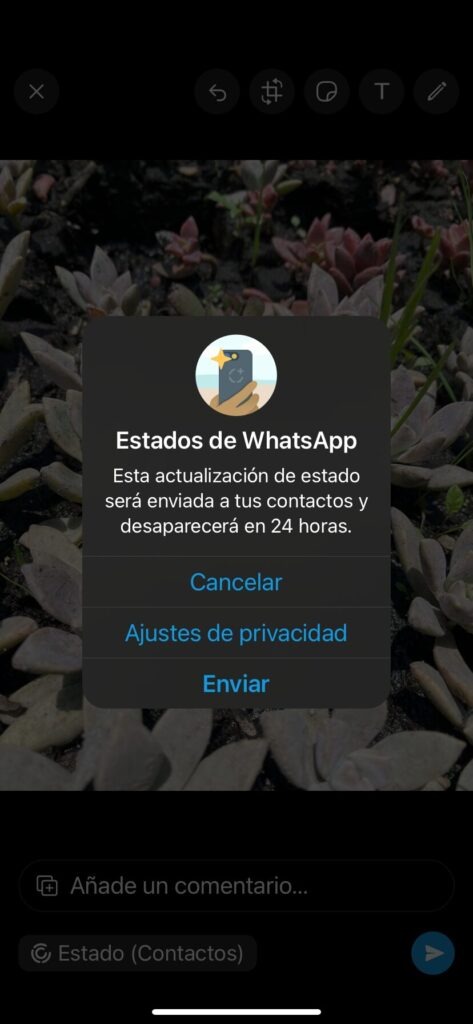 Pantalla de WhatsApp Business mostrando diálogo de confirmación de "Estados de WhatsApp" con icono de cámara y texto "Esta actualización de estado será enviada a tus contactos y desaparecerá en 24 horas." Botones disponibles: "Cancelar", "Ajustes de privacidad" y "Enviar" (en azul). Fondo muestra una foto de plantas suculentas. Interfaz típica para publicar contenido promocional en estados de WhatsApp Business.